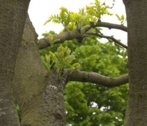 Gleditsia triacanthos ‘Skyline’ stam en blad