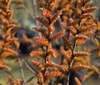 Myrica gale - Wilde Gagel - bloei in maart