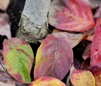 Cornus florida 'Cherokee Chief' - Veelbloemige kornoelje 'Cherokee Chief' - herfstblad