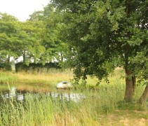 Alnus 3 stam boom bij natuurvijver
