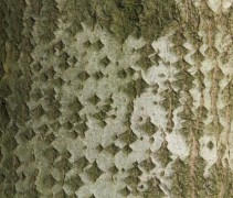 Populus Tremula 