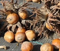 Corylus colurna - Turkse hazelaar - 1