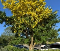Laburnum wat. 'Vossii' - Goudenregen - 3