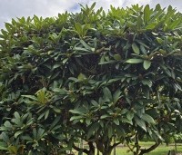 Rhododendron jacksonii - Rhododendron jacksonii - 2