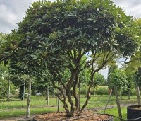 Rhododendron jacksonii - Rhododendron jacksonii - 1
