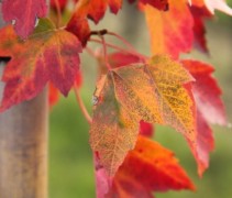 Acer rubrum 'Red Sunset'