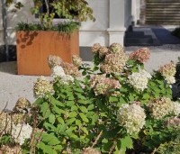 Hydrangea paniculata 'Limelight' - Pluimhortensia 'Limelight' - najaar