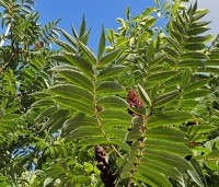 Rhus typhina - Fluweelboom - 5