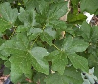 Acer campestre 'Green Column' - Zuilvormige veldesdoorn - 3