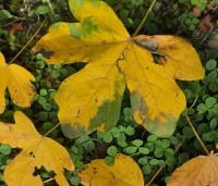 Acer campestre 'Green Column' - Zuilvormige veldesdoorn - 2