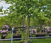 Corylus colurna - Turkse hazelaar - 6