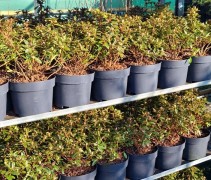 Rhododendron moerheim met knop