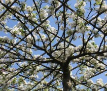 Sierappel Evereste in bloei (dakvorm)