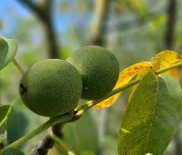 Juglans regia 'Buccaneer' - Walnoot - 1