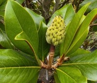 Magnolia grandiflora 'Galissoniere' - Magnolia grandiflora 'Galissoniere' - 1