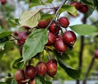 Malus Red Obelisk - Sierappel met donkerrode sierappels - 2