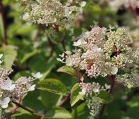 Hydrangea paniculata 'Wim's Red' - Pluimhortensia 'Wim's Red' - 1