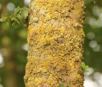 Acer campestre stam 