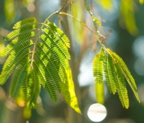 Albizia julibrissin opent haar bladeren bij daglicht en sluit haar blaadjes bij storm of in de nacht (slaapboom)