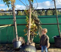 Paulownia tomentosa hoogstamboom 25-30 in containerzak