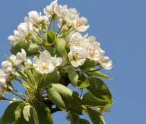Pyrus communis bloem