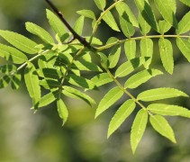 Sorbus fireball blad