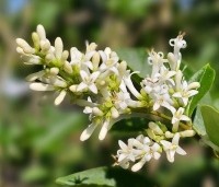 Ligustrum ovalifolium - Haagliguster - 2