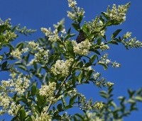 Ligustrum ovalifolium - Haagliguster - 3