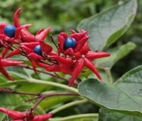 Clerodendrum trichotomum fargesii - Clerodendrum trichotomum  - 1