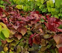 Cercis canadensis 'Merlot - Roodbladige Judasboom 'Merlot' - 1