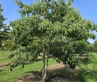 Cornus controversa - Reuzenkornoelje - 1