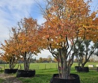 Parrotia persica 'Vanessa' - Perzisch IJzerhout - herfst