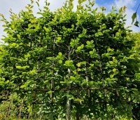 Carpinus betulus - Haagbeuk - leireik 150 cm breed en 120 cm hoog meerjarig geleid. juni 2024