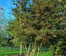 Acer palmatum 'Sumi-Nagashi'