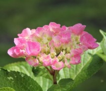 Hortensia Forever & Ever Pink detail bloem