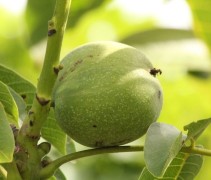 Juglans Regia