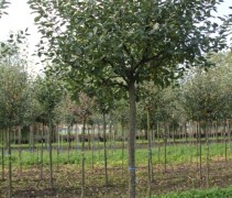 Malus domestica 'Notarisappel'