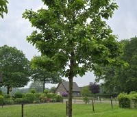 Prunus avium 'Kordia' - Prunus avium 'Kordia' - 1