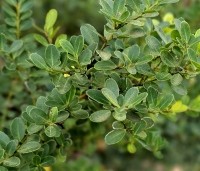 Ilex crenata 'Green Hedge' - Japanse hulst - 2