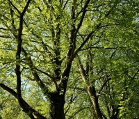 Fagus sylvatica - Groene beuk - 3