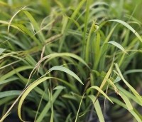 Carex laxiculmis 'Bunny Blue' - Zegge 'Bunny Blue' - 1
