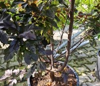 Malus 'Veitch's Scarlet' - Sierappel 'Veitch's Scarlet' - 2
