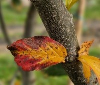 Parrotia persica 'Bella' - Perzisch IJzerhout - 6