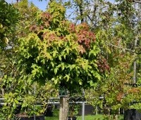 Liquidambar styraciflua 'Gum Ball' - Amberboom 'Gum Ball' - 3
