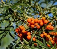 Sorbus 'Dodong' - Lijsterbes 'Dodong' - 2