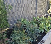 Nandina domestica 'Obsessed' - Hemelse bamboe 'Obsessed' - combinatie met Fatsia 'Spider'