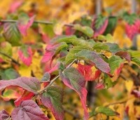 Parrotia persica 'Bella' - Perzisch IJzerhout - 6