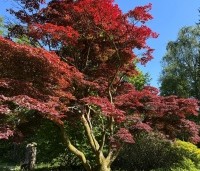 Acer palmatum 'Atropurpureum' - Japanse Esdoorn 'Atropurpureum' - veterane boom GB mei 2025