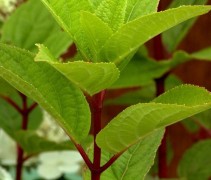 Hydrangea paniculata 'Wim's Red' kleur contrasten
