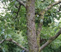Pyrus communis 'Clapp's Favourite'